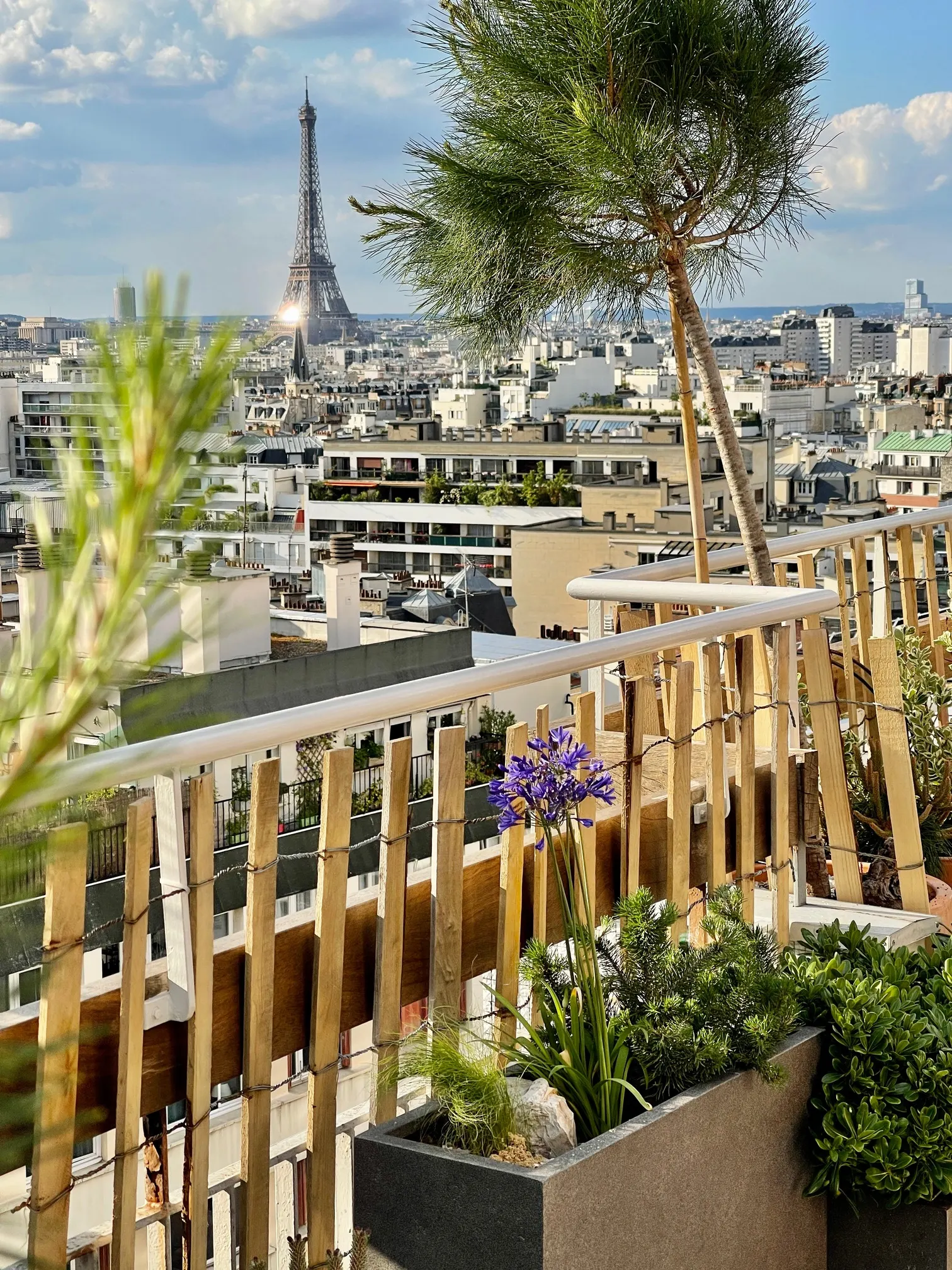 Terrasse du 15e — plantations structurées