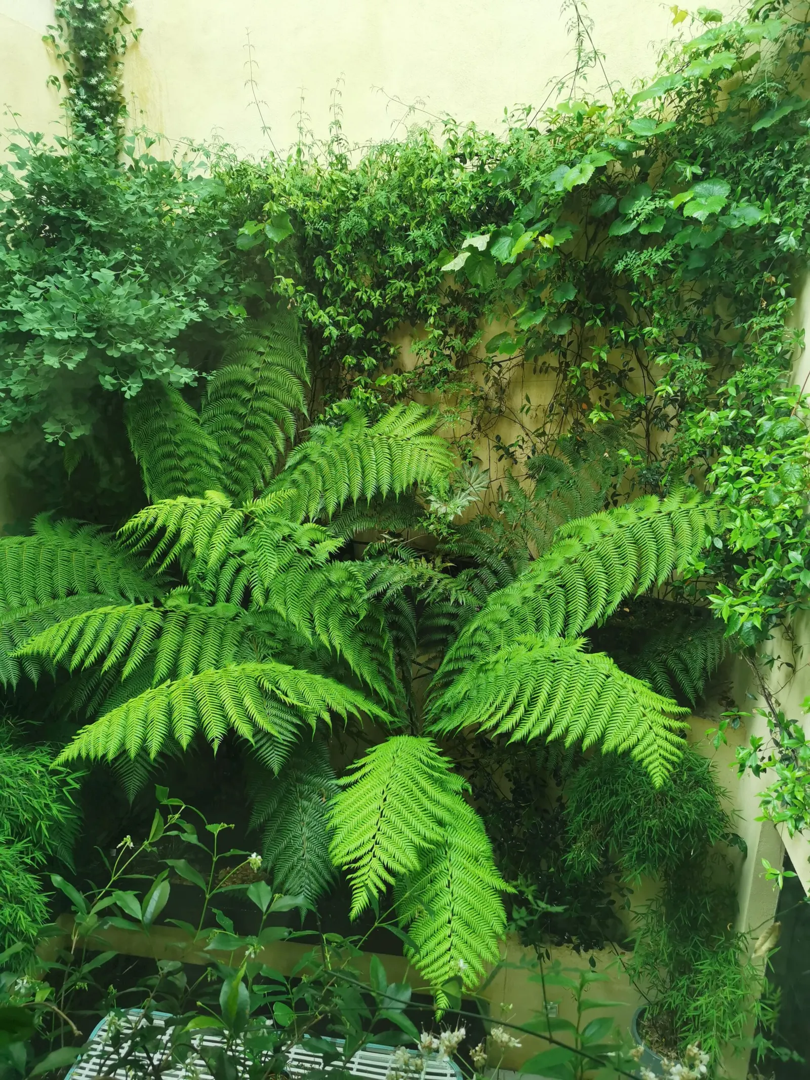 Patio tropical végétalisé