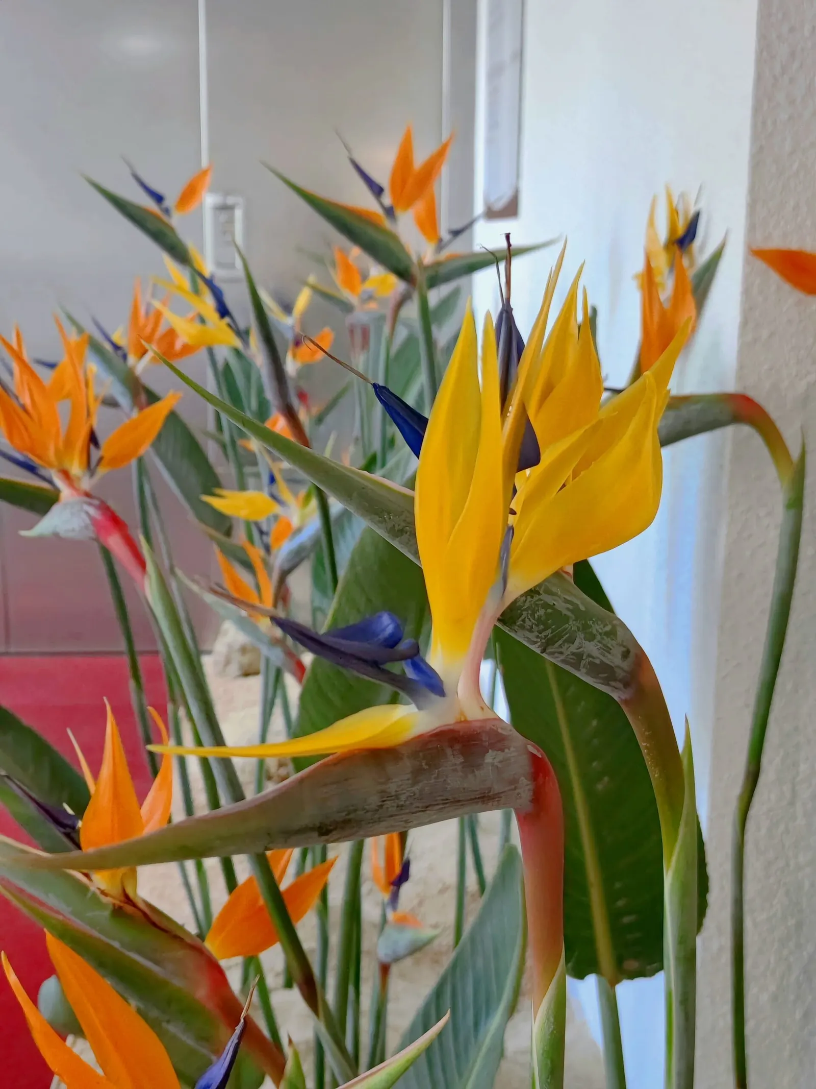 Oiseaux du paradis en fleur dans le décor de l’assemblée générale