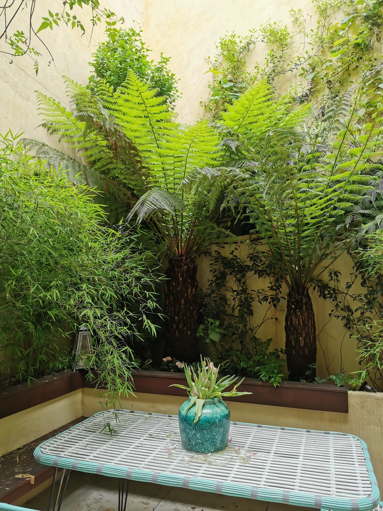 Patio tropical — ambiance luxuriante