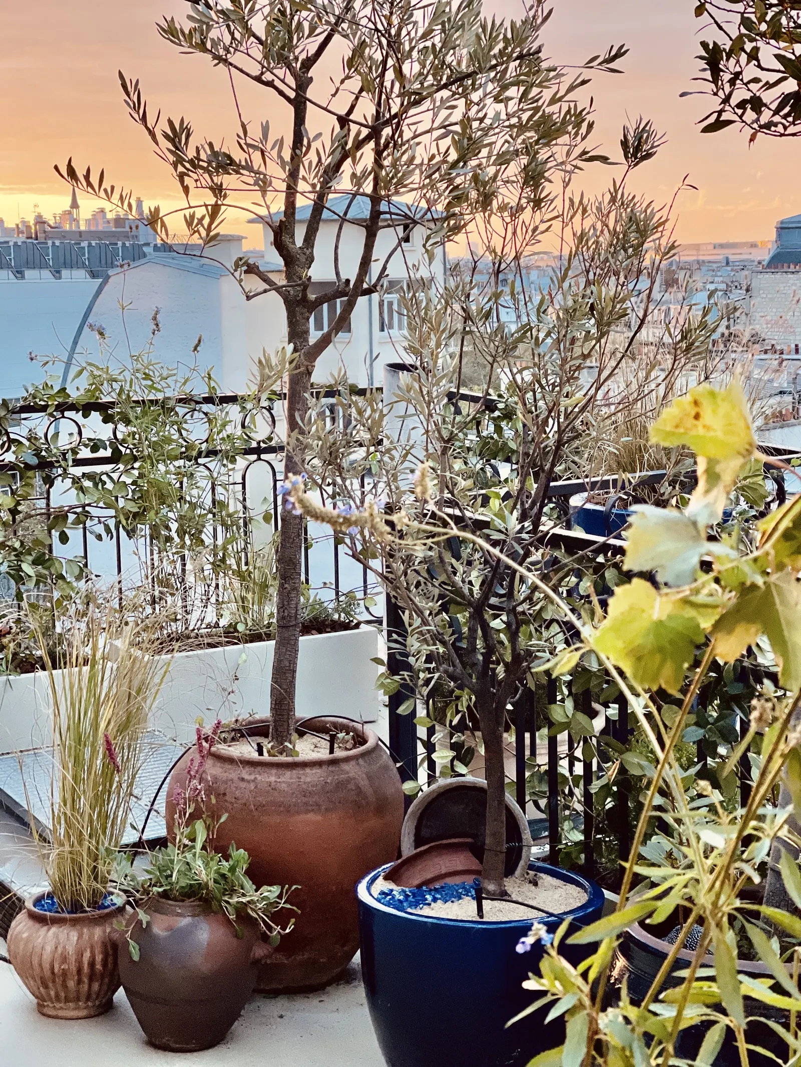 Terrasse Bastille — détail des massifs